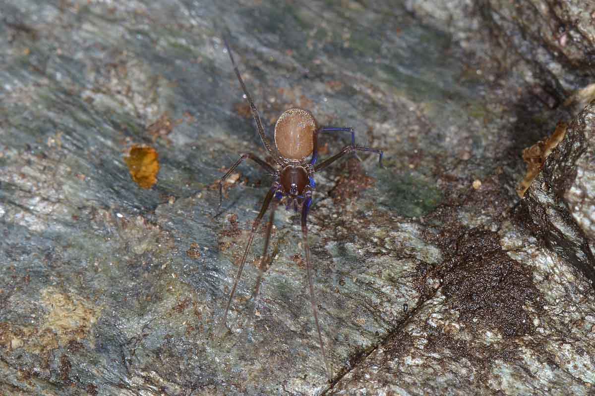 Leptoneta sp. - Avigliana (TO)